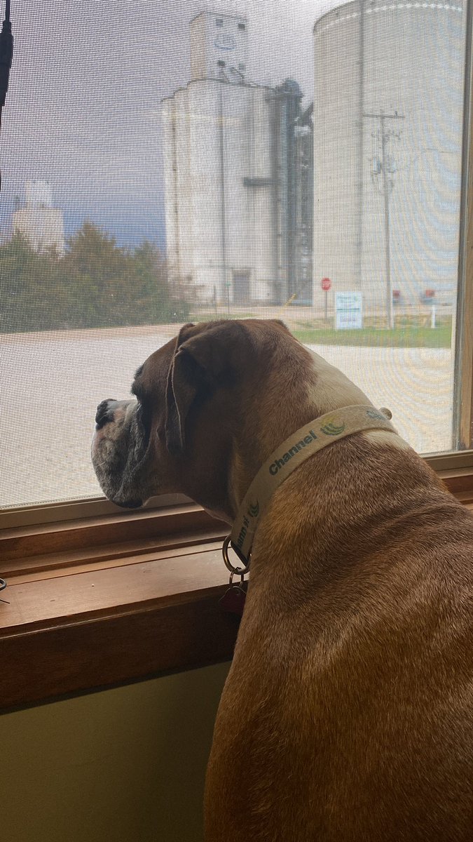 JDS770508's tweet photo. Channel Dog checking on the rain chances for this evening! 🤞🏼🌧 @SunsetAg https://t.co/DgFqWxYSJL