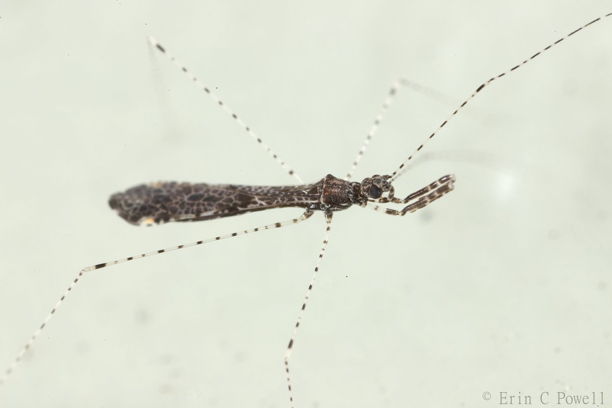 Stripy thread-legged assassin bug, Empicoris sp. (Emesinae, Reduviidae). Members of this subfamily are often spider hunting specialists which is impressive given how spindly and delicate they are.

#InverteFest