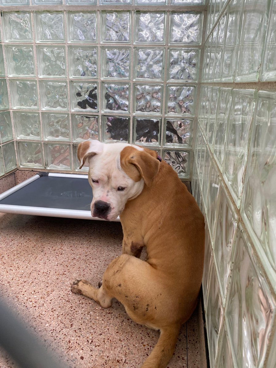 Next week marks 100 days since Cash was found abandoned at our shelter.

While our staff and volunteers do everything they can to make the dogs’ kennel stays better, nothing is like having an actual home. 

Let’s find Cash’s today.