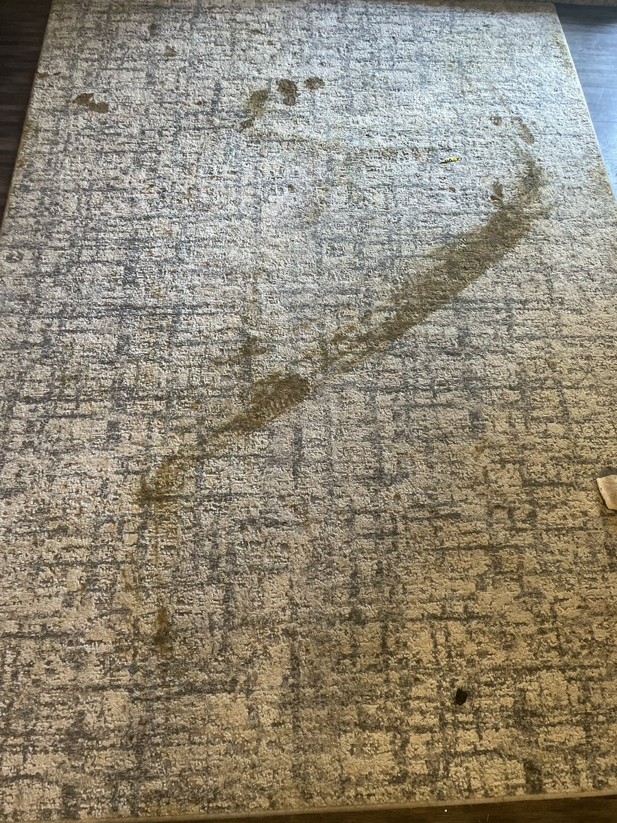 EvannTheDude's tweet photo. Sick dog + roomba = nightmare https://t.co/lsYdjpIU4z