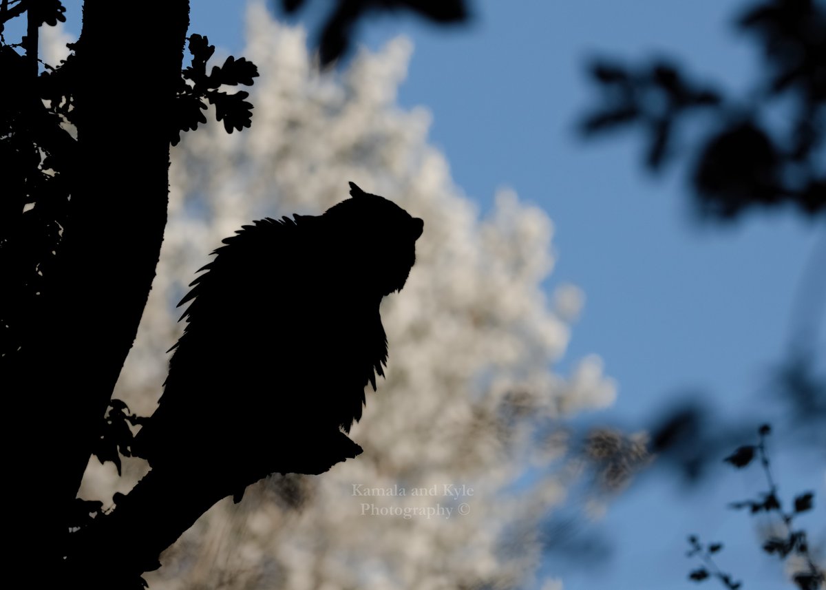 KamalaKyle's tweet photo. Thanks to a perfect background afforded by a pearly white tree, for once we didn’t mind finding a Great Horned Owl shaded by dense foliage! BC 2022

#greathornedowl #greathornedowls #bcowl #bcowls #owlsofbc #owlsinbc #bcowling #bcowlwatching #bcowlhunter #bcowlhunters #bc https://t.co/q6iGCC88gc