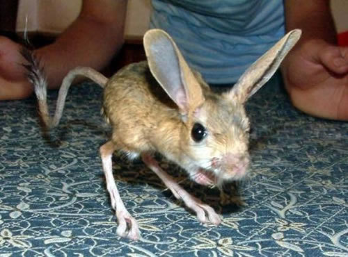 Zahley1's tweet photo. OC vs IRL species 🐀 https://t.co/RItPgcGr48