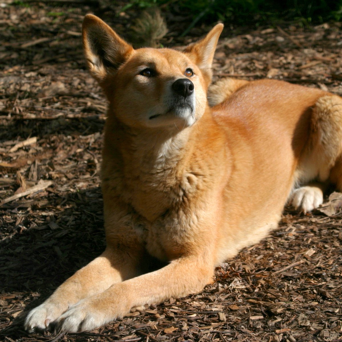 Apex predators are long distance dispersers of #mycorrhizal fungi! Find our new paper on #dingoes as secondary mycophagists:

publish.csiro.au/WR/WR22057

#Apexpredators #PredatorEcology #truffles #mycology #fungi #mushrooms #mycophagy @KarlVernes @DingoResearch @Redfoxmeek @hpmilne