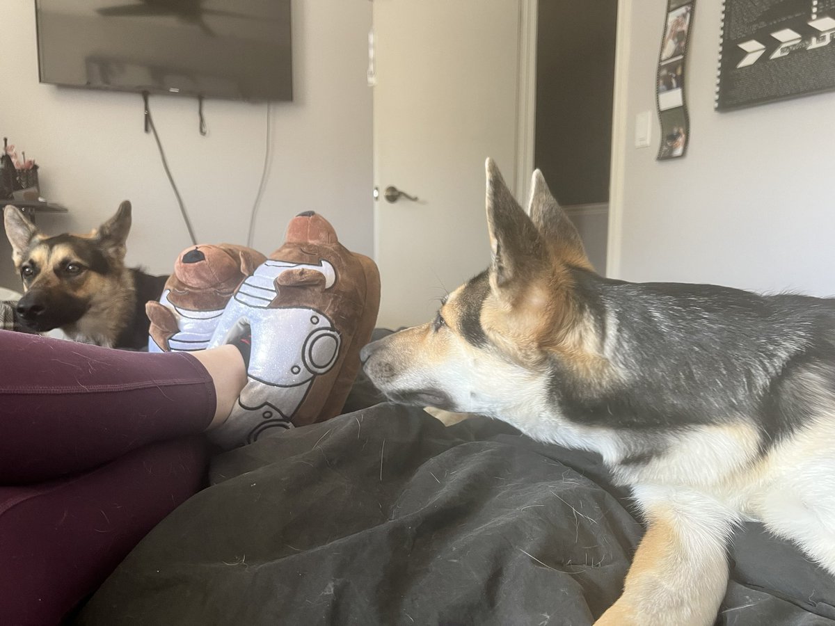 MadEyeMadoo's tweet photo. It’s Thursday! #Criticalrole even my dogs are in love my new Trinket slippers. #TheLegendOfVoxMachina https://t.co/3M4BhlWSxR