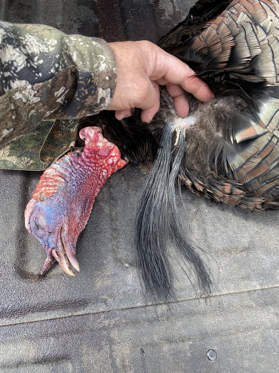 2023 Turkey season in the books for me here in Mass with this 21 Lb Tom I shot this morning. Made the most of my vacation, opening week. On to Trout fishing.
