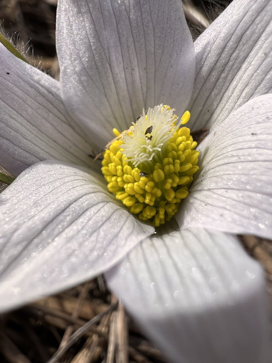 Checking the pasque flower and other natives we’ve planted for early season pollinators… it’s the best when I need a break from prepping my defense slide deck. Love these little ones out at the farm.