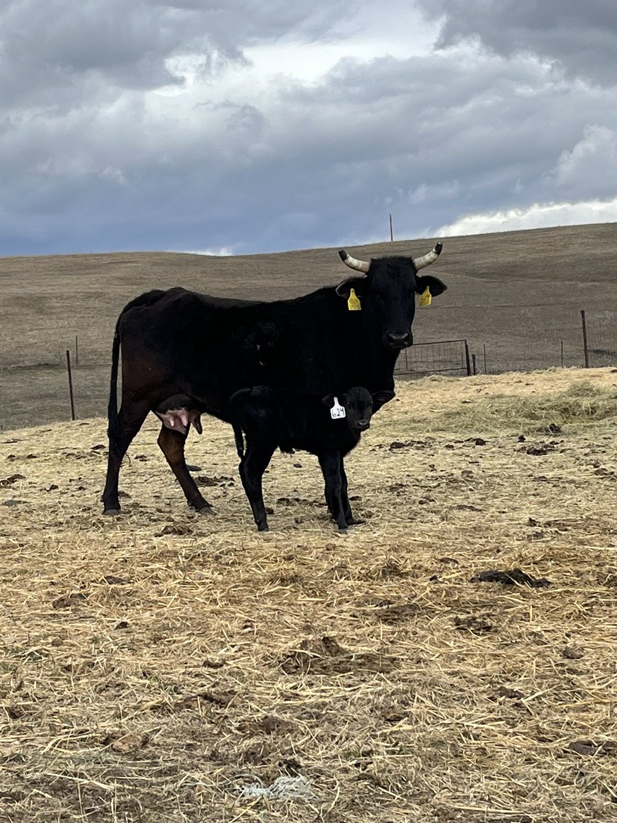Full brother to 124 Holy Shift on the ground in North Dakota at Lee Bucking Stock!