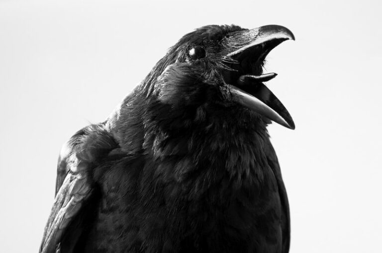 IT'S CROW AND RAVEN APPRECIATION DAY! TIME TO SCREAM IT FROM THE ROOFTOPS!