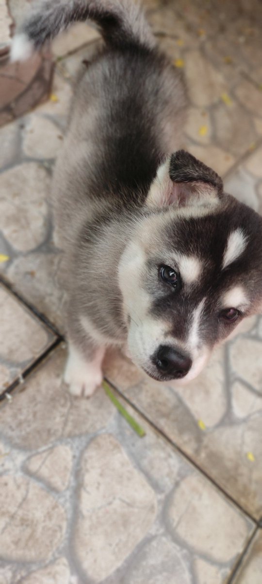 Thomas // Thomas 
<a href="/BichinhosFB/">Bichinhos fofinhos pra quem ta cansado</a>