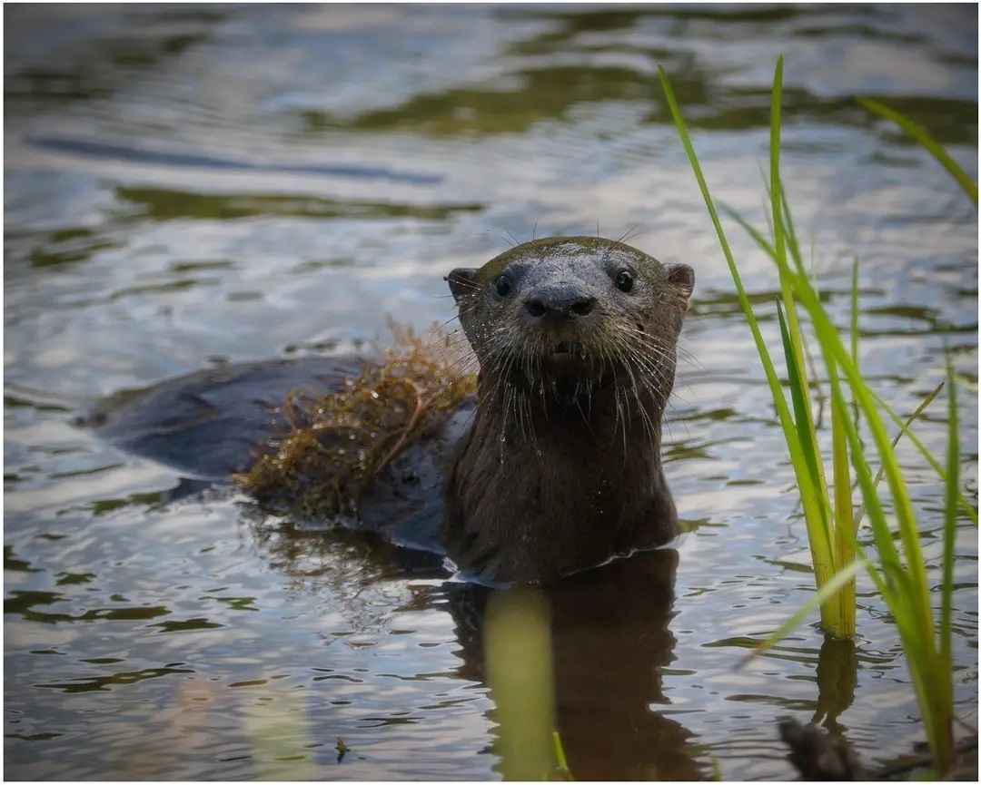 ExploreON's tweet photo. Explore the great Canadian wilderness just north of Toronto!
Experience freshwater lakes, forests and wildlife this summer in Ontario’s four-season cottage country. #greatcanadianwilderness #explorersedge #CanadaTourismWeek @rto12news https://t.co/BIhm8ffm14