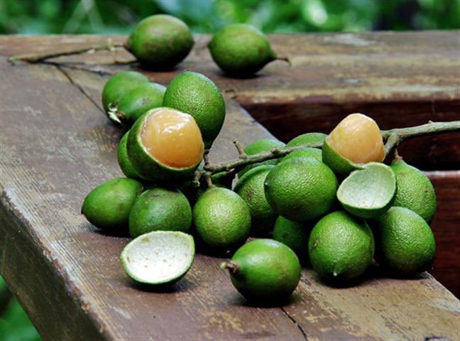 Shadia_model's tweet photo. @ParissAthena Quenettes in French/Creole [Melicoccus bijugatus] 
It’s divinely good 😋✨ https://t.co/AGXAvQS9RH