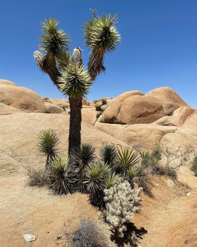 #hikersofinstagram #womenwhohike #solohiker #amongthewild #adventureiscalling #getoutside #hikingadventures #joshuatree #joshuatreenps #southerncalifornia #discoverearth #californiahiking #joshuatreehikes #desertviews #divine_deserts #staywild #natgeoyourshot #instagood