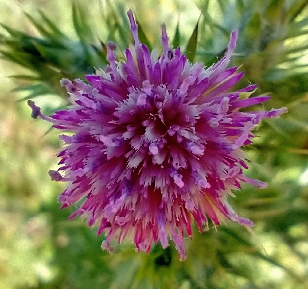 Try to find the beauty in the simple things. #Wildflowers #MilkThistle