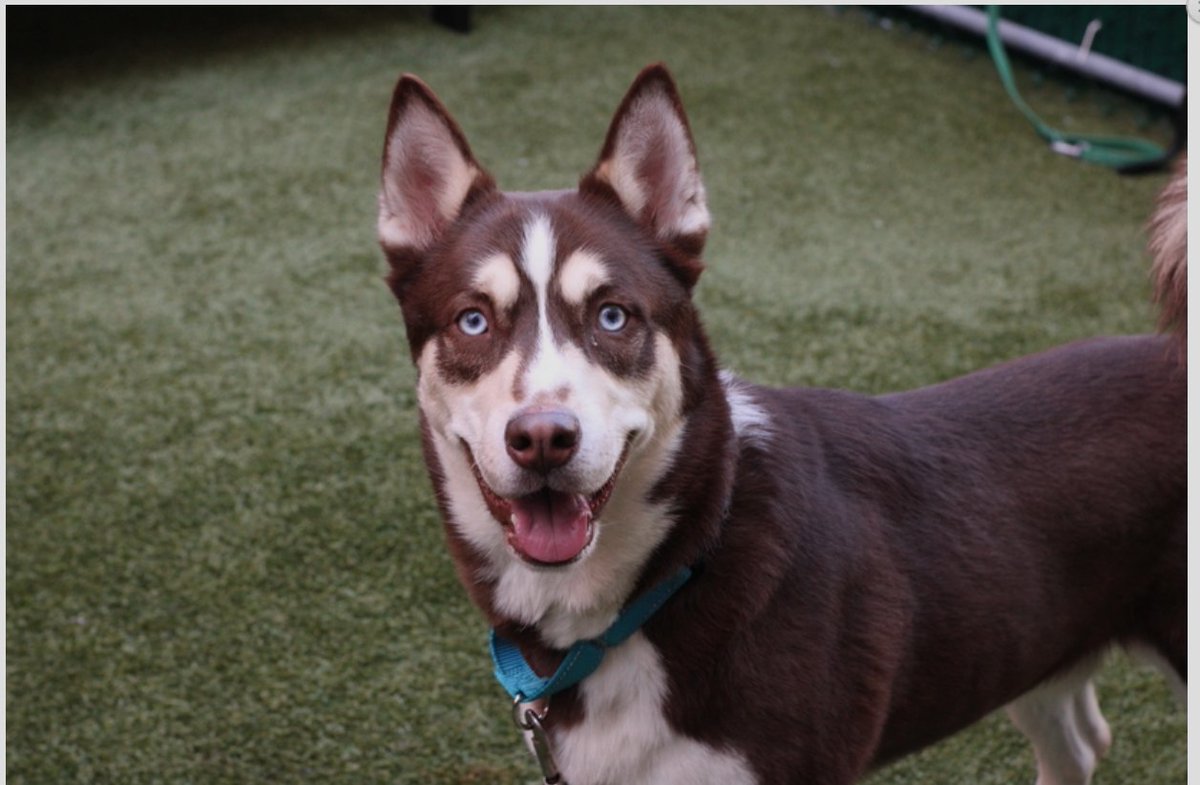 MyBoxerLuvMac1's tweet photo. 💔Cello💔
#NYCACC #166944 2y
▪️To Be Killed: 4/29💉
Handsome husky found stray. Friendly, wiggly, playful. Adores ppl, gd w dogs +kids 5+. Knows commands +grt leash walker. Stressed in cell+ needs loving, active, N.East #Adopter/#Foster, 4 security, 2 thrive. 
Pls #pledge
💞Cello https://t.co/X2iV7XLGLB