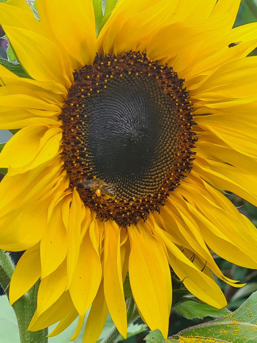 Inner City Beekeeping Project - Bee8 tweet media