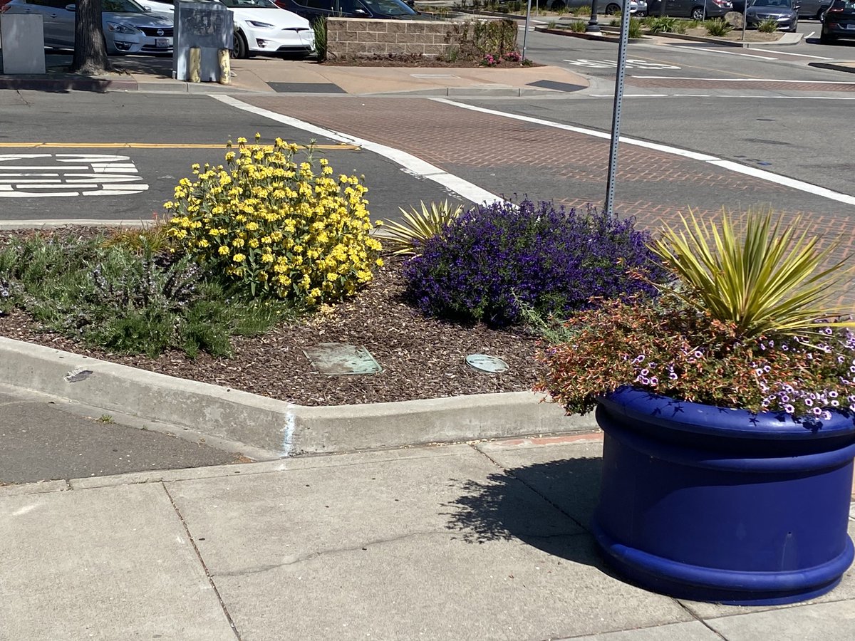 jreedsf's tweet photo. Last year @rotarysl, in partnership with @DWTNSanLeandro, helped plant #droughttolerant plants throughout the downtown area. Great to see plants thriving now! https://t.co/UlkBs85gdN