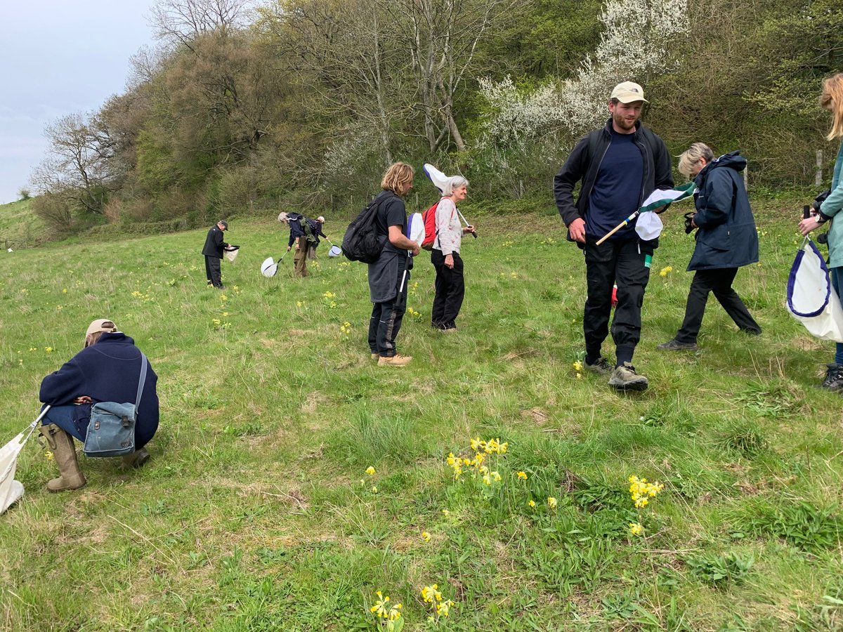 A big thanks to #magnificentmoths volunteers confirming the breeding status of black veined moth on arable reversion. Farmers like @robsfarm67  creating a new generation of wildflower grasslands driving species recovery @landscape scale +long term 1-1 farm advice =key to success