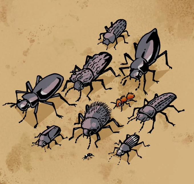 I love seeing  Tenebrionidae  on trail. They always look like they know where they're going.