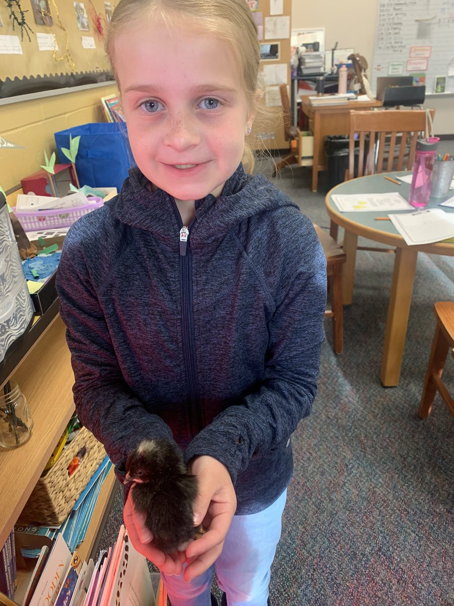 MrsO_TCE's tweet photo. Some of us love the chicks so much that we can’t take our eyes off them to snap a quick picture. Students were able to observe different behaviors today &amp; form theories about how those behaviors help the chick protect itself. #TCECardinals https://t.co/mXXZWyAOE7
