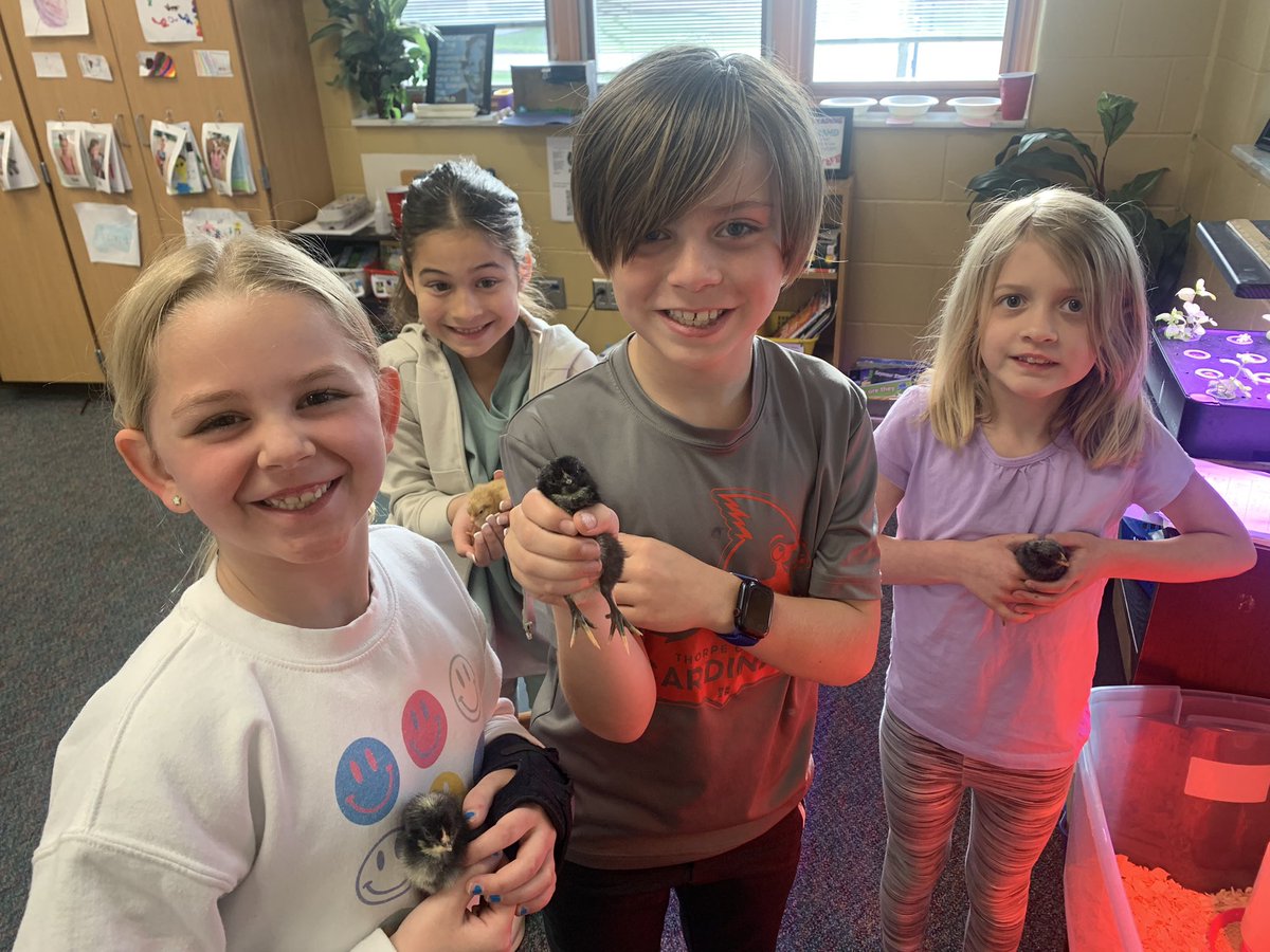 MrsO_TCE's tweet photo. Some of us love the chicks so much that we can’t take our eyes off them to snap a quick picture. Students were able to observe different behaviors today &amp; form theories about how those behaviors help the chick protect itself. #TCECardinals https://t.co/mXXZWyAOE7