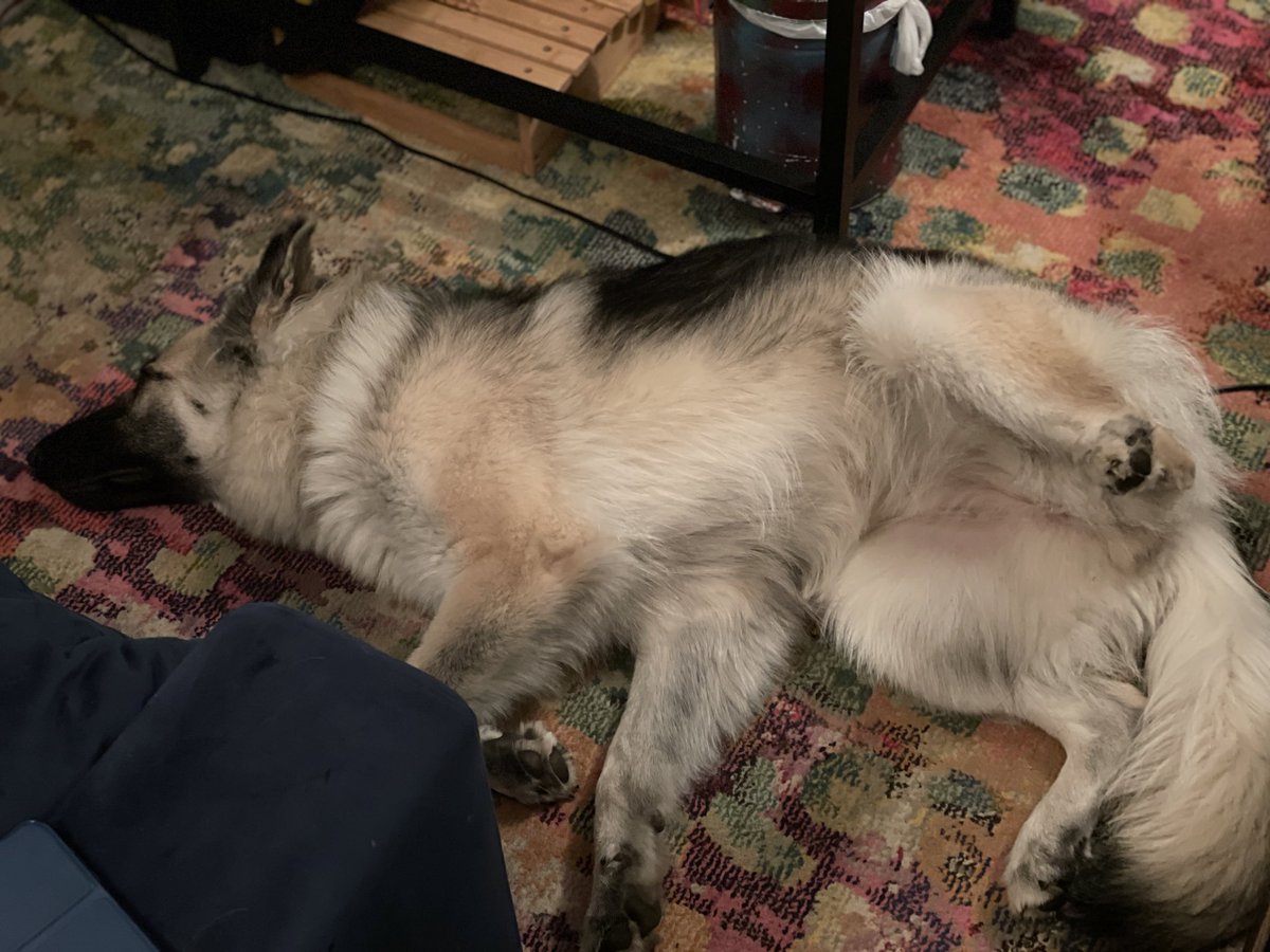 leksikality's tweet photo. Dignity personified.

#TheSagaOfSaga #GermanShepherdTwitter #GDSLife https://t.co/eEJzJcQ1Ur