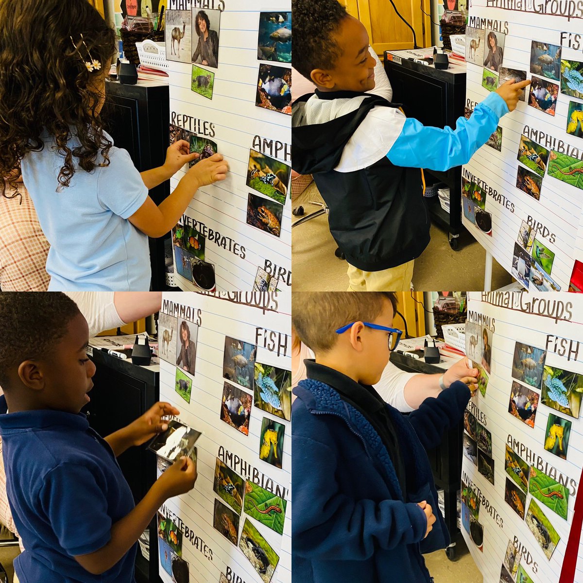 vbrattolitk's tweet photo. Today we learned about animal groups and sorted animals by them. The groups we learned about were mammals ๐ฎ, fish ๐ , reptiles ๐ฆ , amphibians ๐ธ , invertebrates ๐ , and birds ๐ฆ
. #ivyacademiatk #ivyacademiak #iaecspumas https://t.co/XXw5kvF8Mu