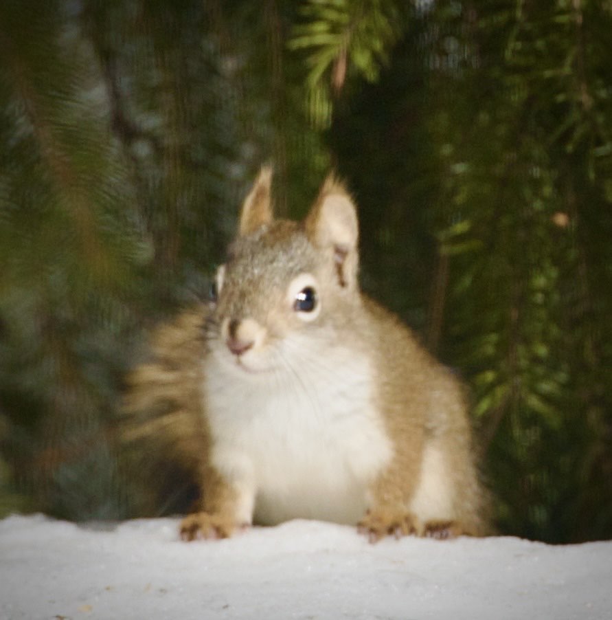 flyinBrian1911's tweet photo. Meet Chubby. Although, he may have lost a gram or two over the winter, it's what we call him.
#phonepic #Alaska #redsquirrels #squirrels #wildlife https://t.co/YYzOVyga8N