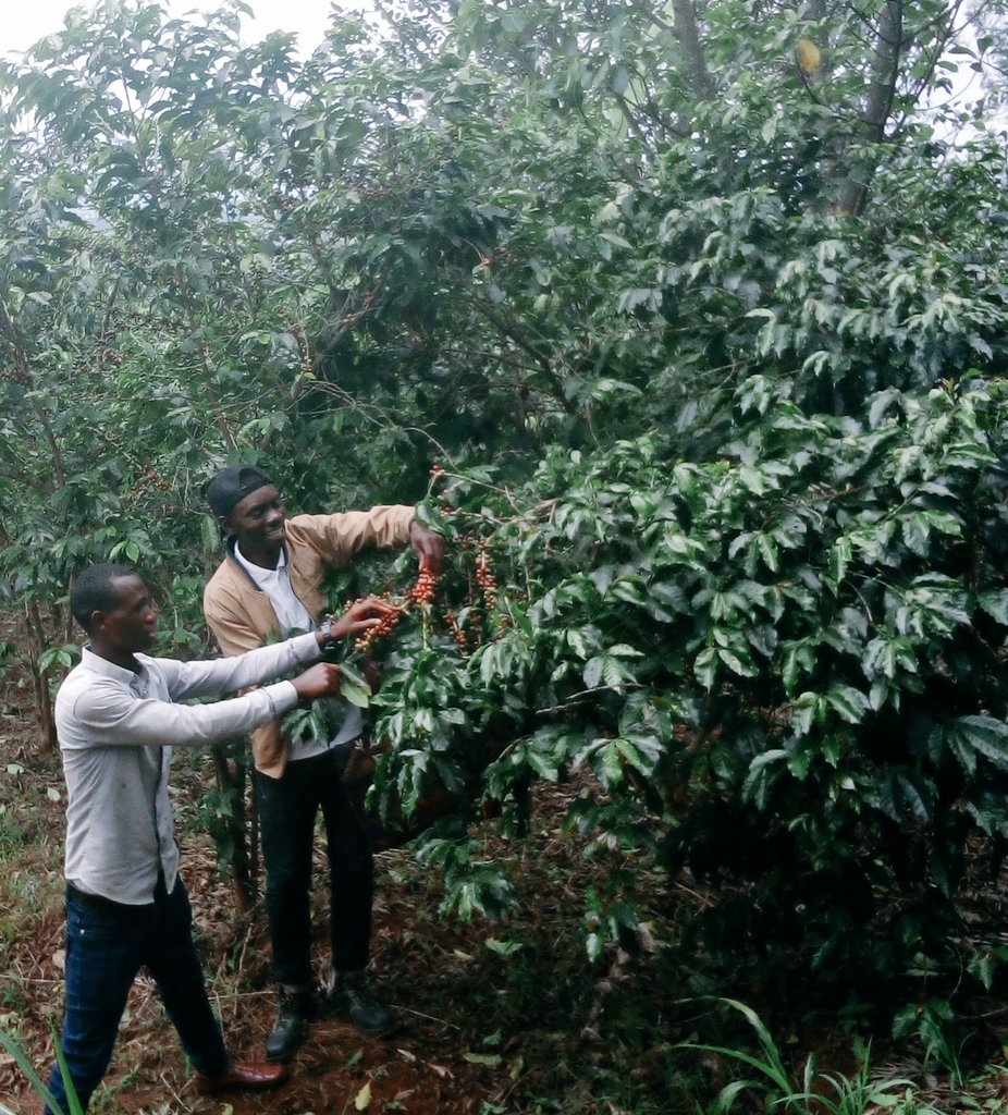 ExploreRda50's tweet photo. #GoodMorning Rwanda, Ikawa ya @KireheDistrict @RwandaEast @SectorMusaza iryoshye cyane yera mumabuye, ifite uburyohe bwihariye.
#Theopiste
#Musaza #CoffeeLover tour is going to be loaded!
@rangira @NzirabatinyaMo4 @InkotanyiMR @VisitKirehe @visitrwanda_now @Rwanda_Coffee https://t.co/cDA9YuY3m5