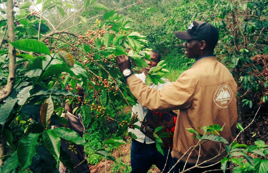 ExploreRda50's tweet photo. #GoodMorning Rwanda, Ikawa ya @KireheDistrict @RwandaEast @SectorMusaza iryoshye cyane yera mumabuye, ifite uburyohe bwihariye.
#Theopiste
#Musaza #CoffeeLover tour is going to be loaded!
@rangira @NzirabatinyaMo4 @InkotanyiMR @VisitKirehe @visitrwanda_now @Rwanda_Coffee https://t.co/cDA9YuY3m5