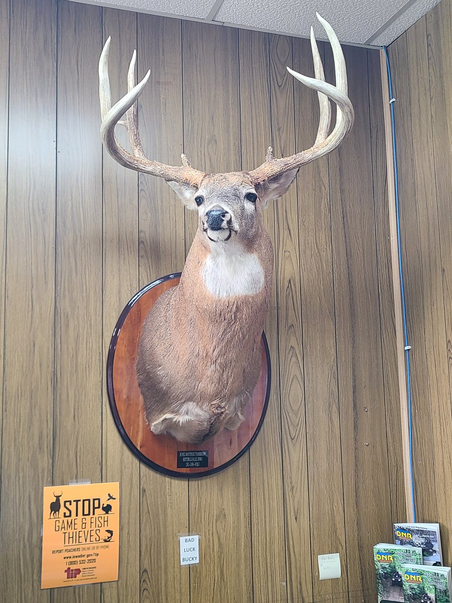 Lucas Co. Iowa courthouse, I've always wondered what this Giant scored. 
Today, I found out.
Brow tines ( 1 6/8" &amp; 1 7/8" ) gross score of 172 4/8" and a net of 166 5/8".  Taken illegally over ten years ago. 
*  ins 23 2/8"
mb27 6/8", 28 0/8".
<a href="/DruryOutdoors/">Drury Outdoors</a> 
<a href="/mikehanback/">mikehanback</a>