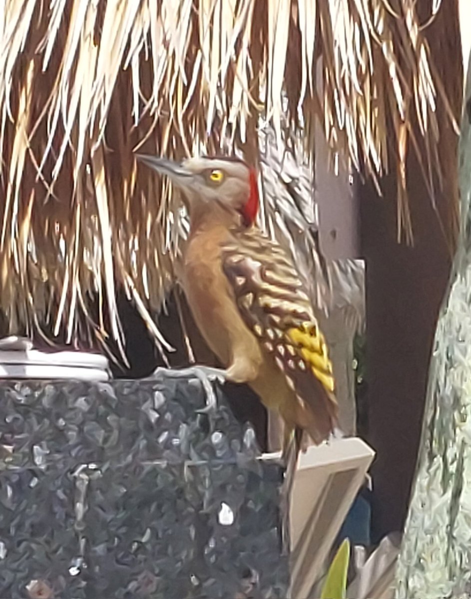 TwitcherJerry's tweet image. Hispaniolan woodpecker seen st Punta Cana in the Dominican Republic