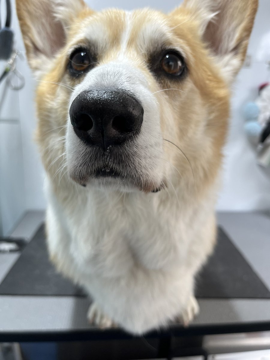 ちょびと陸遜と凛太郎と朱凛 tweet media