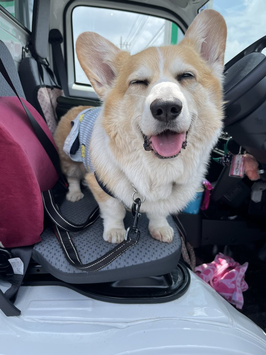 ちょびと陸遜と凛太郎と朱凛 tweet media