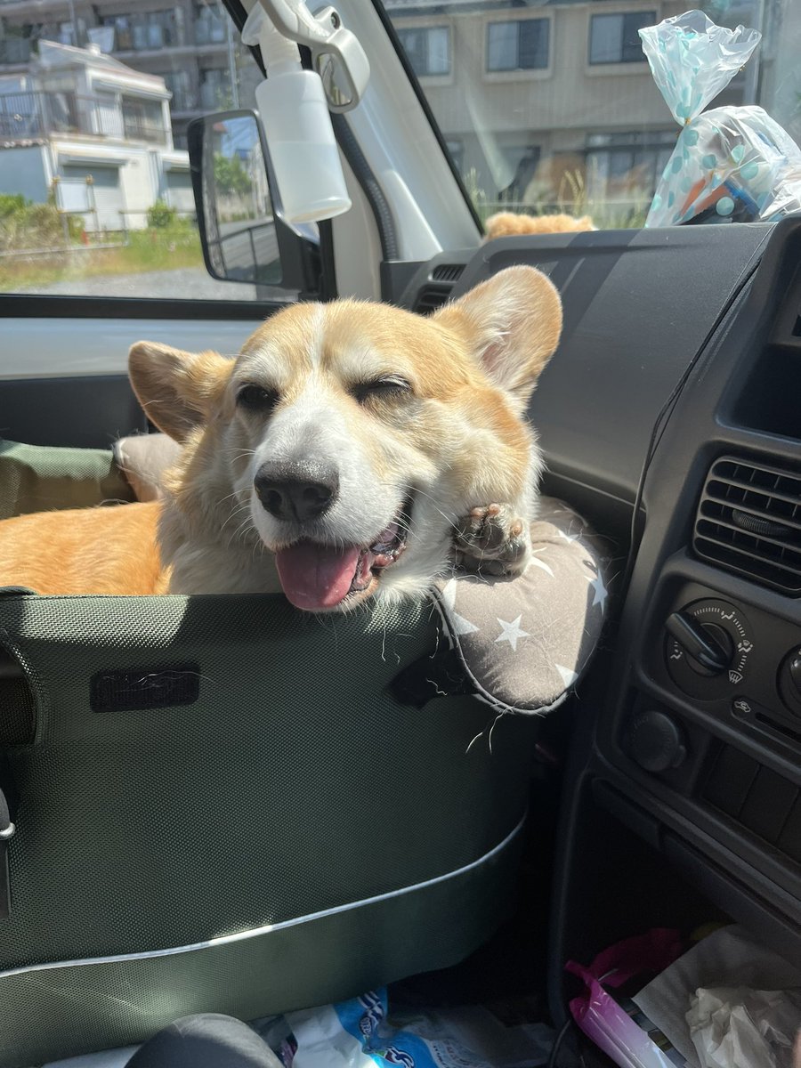 ちょびと陸遜と凛太郎と朱凛 tweet media