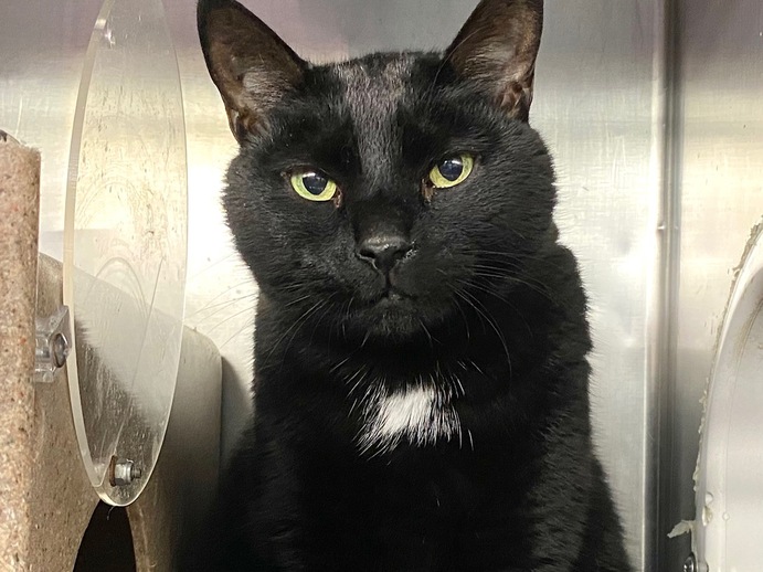 NYCDEATHROWCATS's tweet photo. THERE ARE 21 ANIMALS (7 CATS &amp; 14 DOGS) AT RISK FOR SATURDAY 4/29/23 DEADLINE IS NOON. PLEASE SHARE, FOSTER, ADOPT, TAG FRIENDS, POST TO SOCIAL MEDIA SITES, PLEDGE TO HELP SAVE THEIR LIVES. NEW PHOTOS https://t.co/Rt2PL8RaPy https://t.co/G0TaEcA7MJ