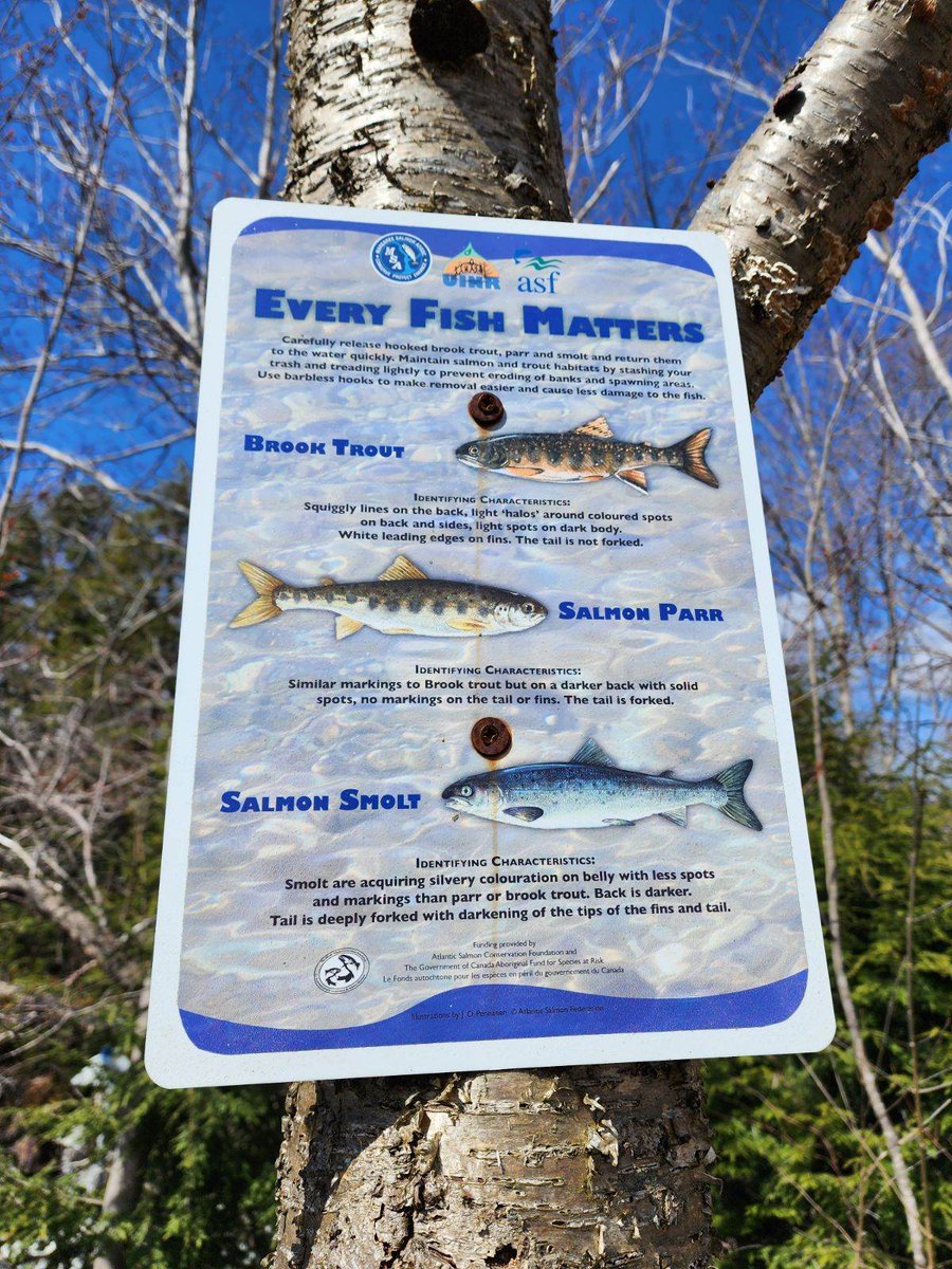 msjcorey's tweet photo. Yesterday, students from grades 3 and 4 @Oldfield_Osprey released 372 trout fry into @SackvilleRivers with the help guidance of Dr. and Mrs. Angelidis. We are so grateful for this amazing learning opportunity! #SeeWhatImLearning @HRCE_NS https://t.co/b6ix3JpT9E