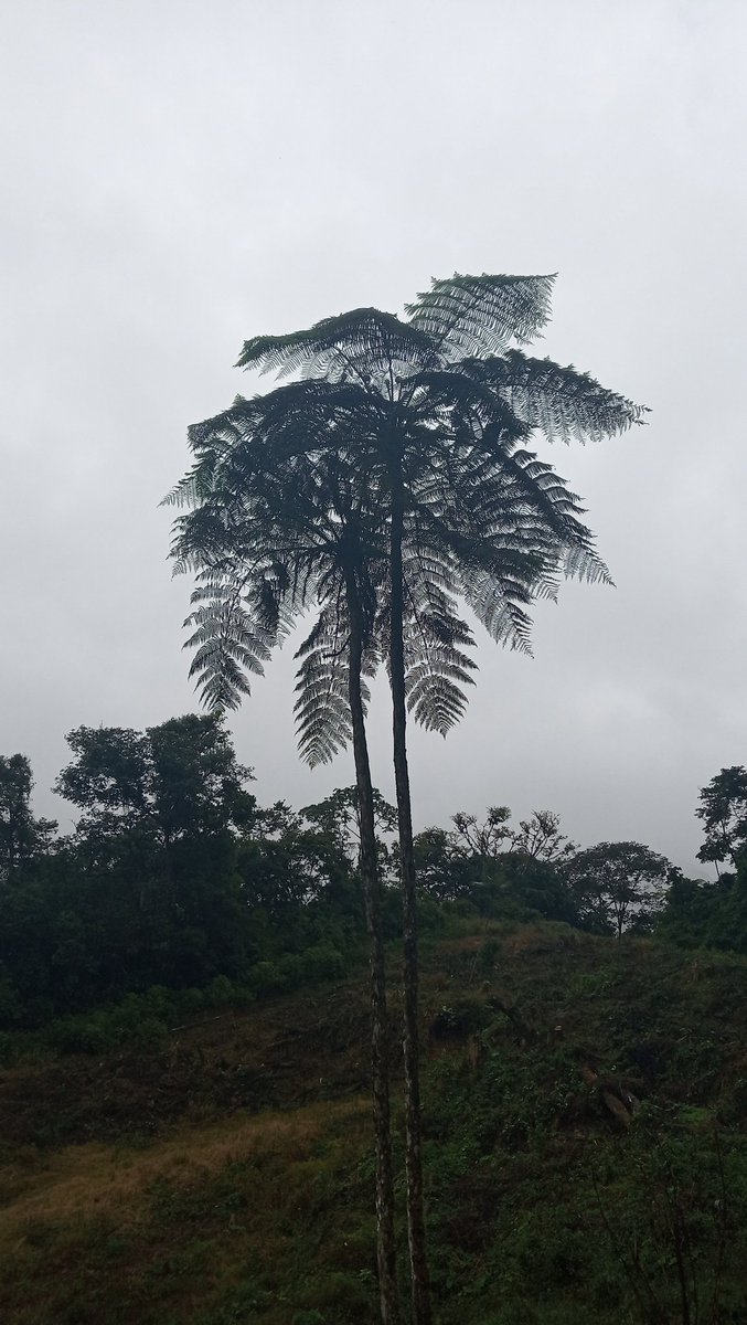 santiagombv1's tweet photo. #Taxojueves de #Polypodiopsida en el Parque Nacional Carrasco 🇧🇴
(No es palmera) https://t.co/Lkxu1zMsY7