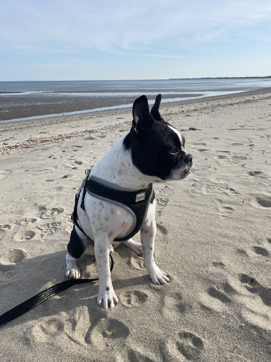 It’s so sad that I can’t even take my dog for a walk in the evening without someone yelling terrifying and threatening profanities at me while I try to get home. What is going on with people?