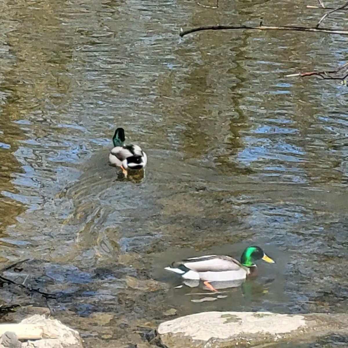 Ingrid Mitchell tweet media