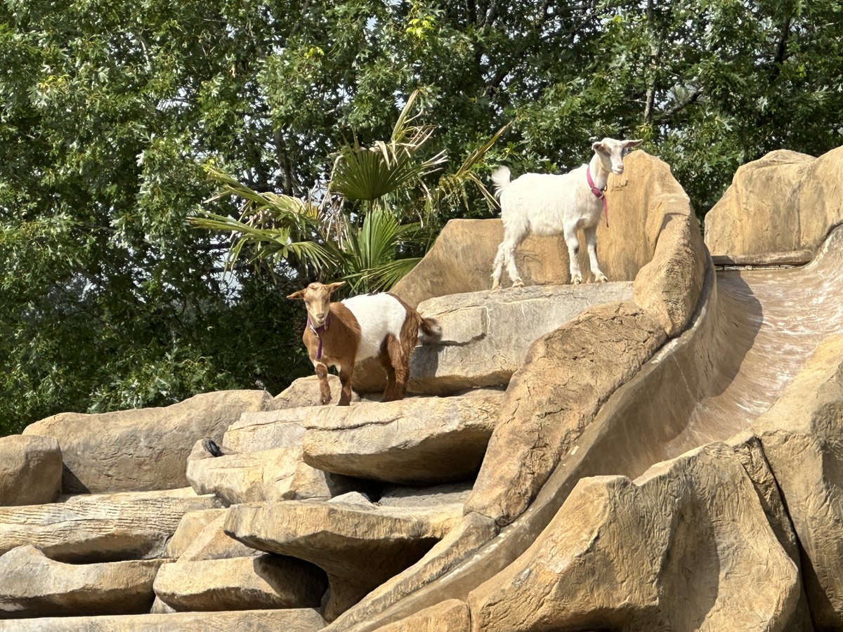 CodyWayneMusic's tweet photo. Bella &amp; MoMo doing goat shit https://t.co/f7NiXBHuUw