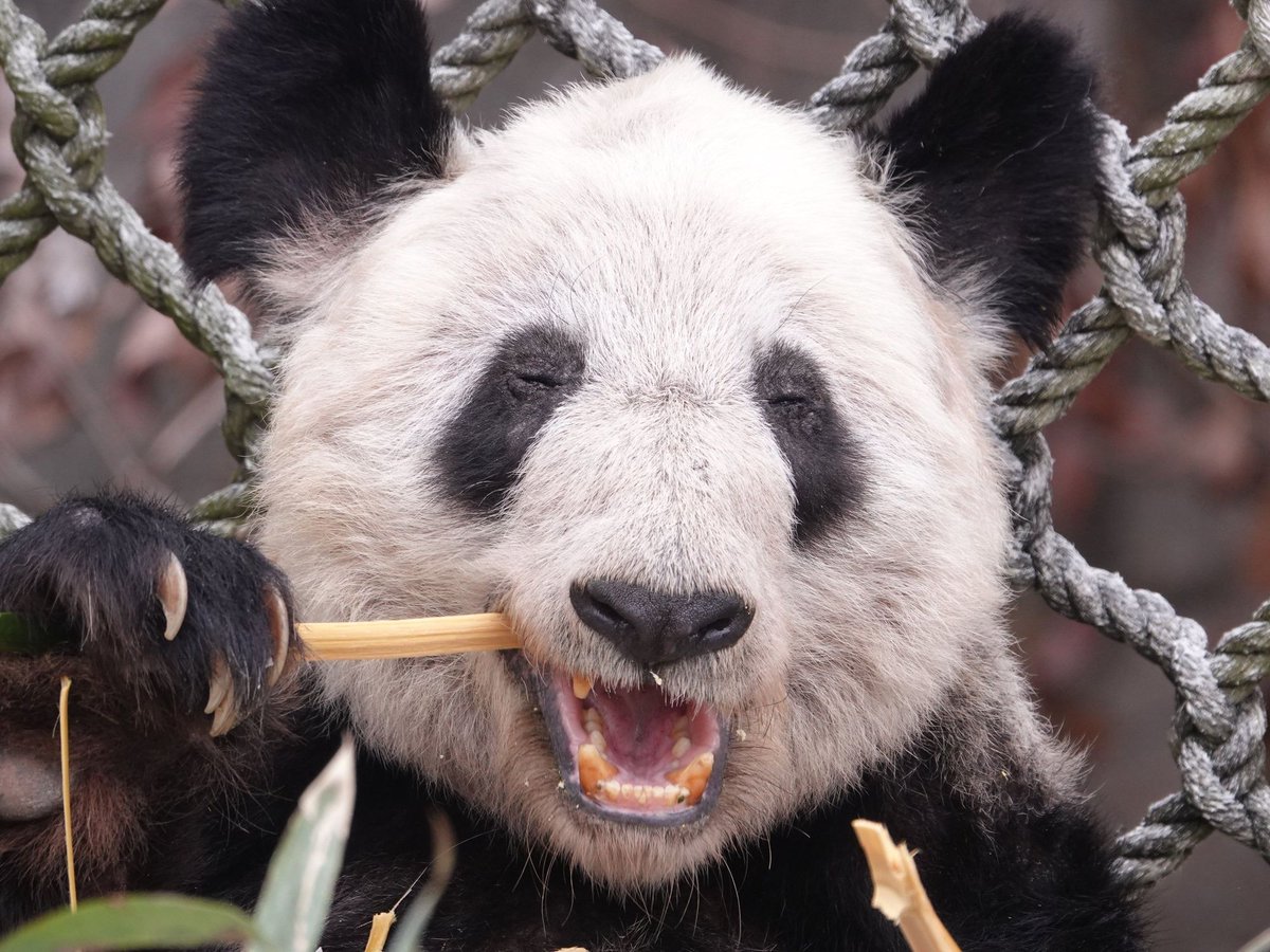 realgerhardtvdm's tweet photo. UPDATE: YaYa is back home 🇨🇳, she is already better and in a happy mental state. 
She is getting love again.
She has fresh organic food again.
She has a clean environment to live in again. 
YaYa the giant female panda can begin a new life again. https://t.co/5bA8q9EUsj