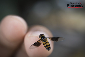 preferredpestoc's tweet photo. While bees are outsideeverywhereduring the summer, learn what to do if you are stung by one.          via: https://t.co/q7fygu7DMH https://t.co/d8FR1kyJxE