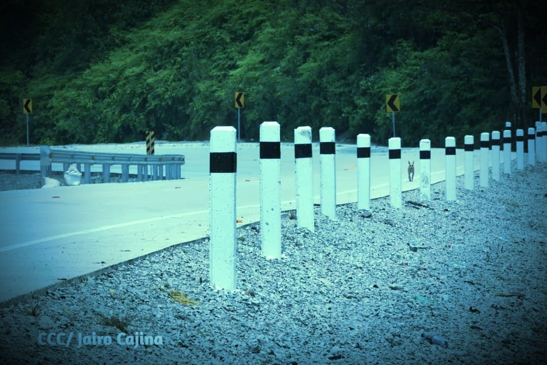Hoy 27 de abril, nuestro Gobierno, a través del MTI, inauguró el segundo tramo de la carretera Rosita–Bonanza, en la Región Autónoma de la Costa Caribe Norte.  Nicaragua Triunfa.✌🏻✌🏻✌🏻🇳🇮🇳🇮🔴⚫🔴⚫
#NicaraguaTriunfa
 #LaPazNuestraVictoria
#LeonRevolución
@VRVEUNANLeon @CUUN1914