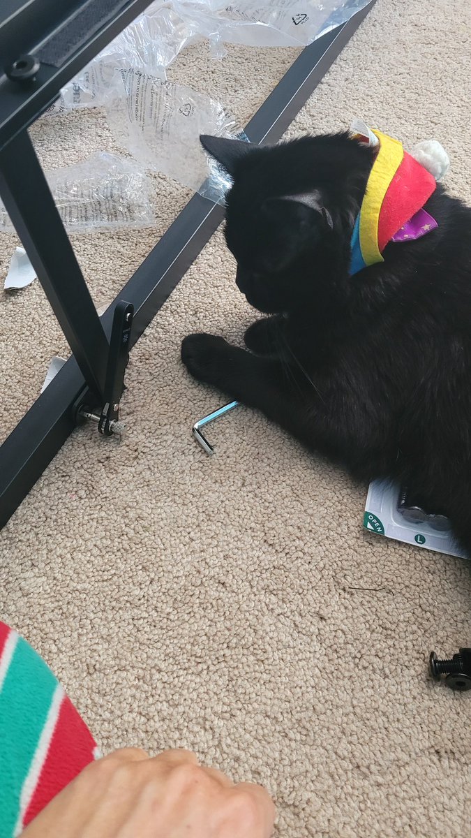 Porchthecat's tweet photo. I am rlly good at building
#oneeye #oneeyecat #cute #pet https://t.co/vkCexqkyW4