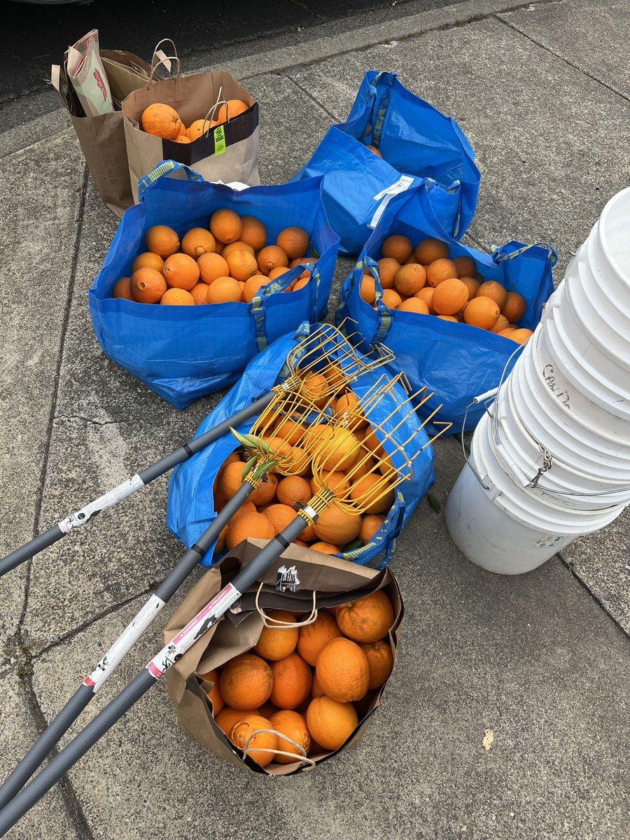 Picking oranges for #cocktailbitters