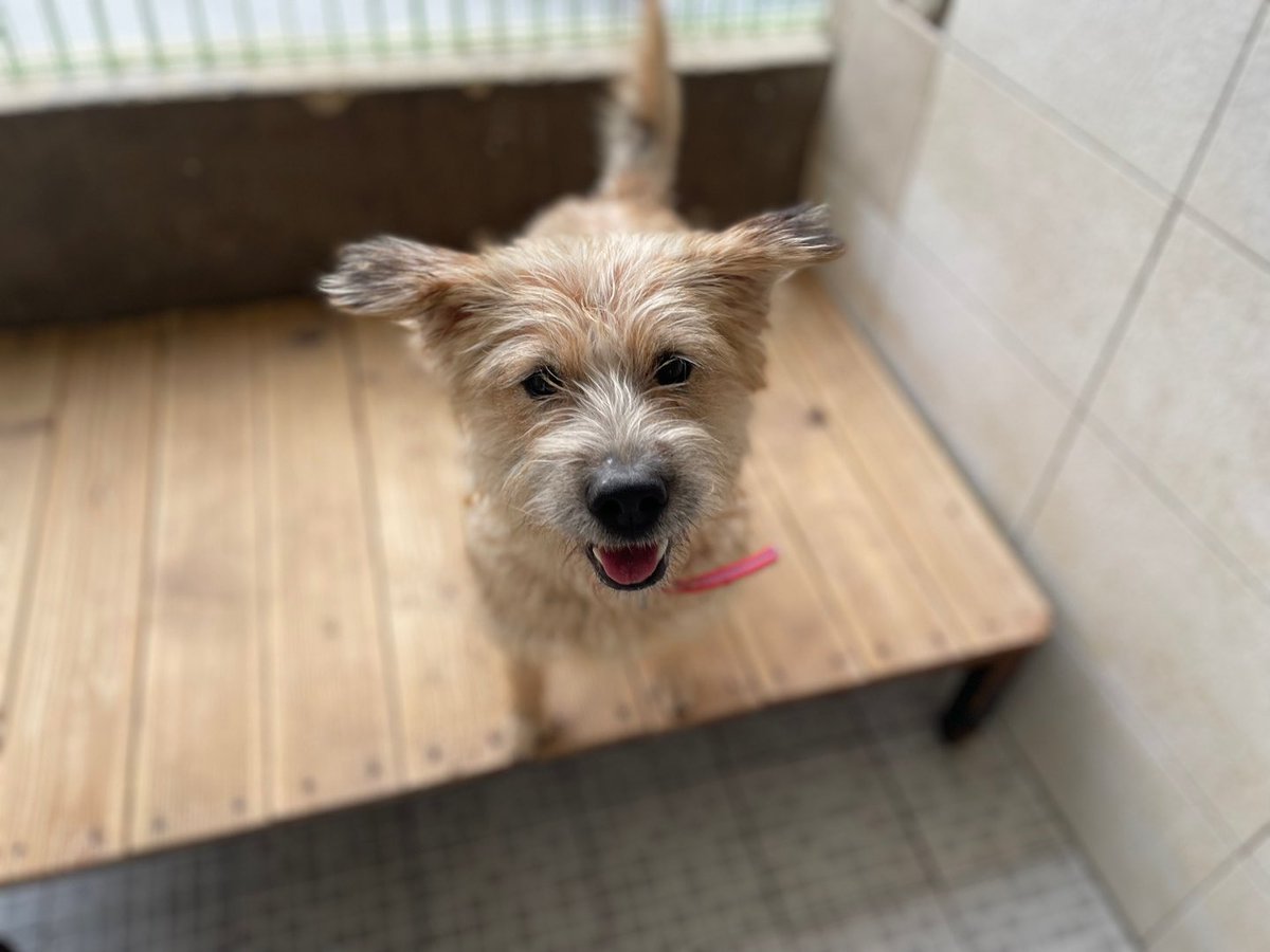 thousandandpets's tweet photo. ✔️Banban
Mixed/ Girl/ Estimated 1 year old
Vaccination completed / Heartworm (?) / Need to be neutralized

She likes to play jumping and boast stamina and overflowing energy~

Serial number 21-1496 https://t.co/JvW2GYQpiT