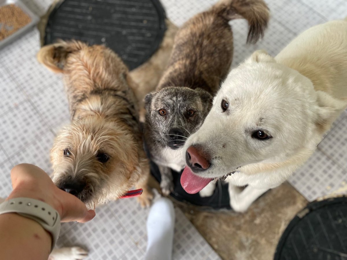 thousandandpets's tweet photo. ✔️Banban
Mixed/ Girl/ Estimated 1 year old
Vaccination completed / Heartworm (?) / Need to be neutralized

She likes to play jumping and boast stamina and overflowing energy~

Serial number 21-1496 https://t.co/JvW2GYQpiT