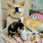 からまつ山荘◇日帰り温泉も人気!のツイート画像