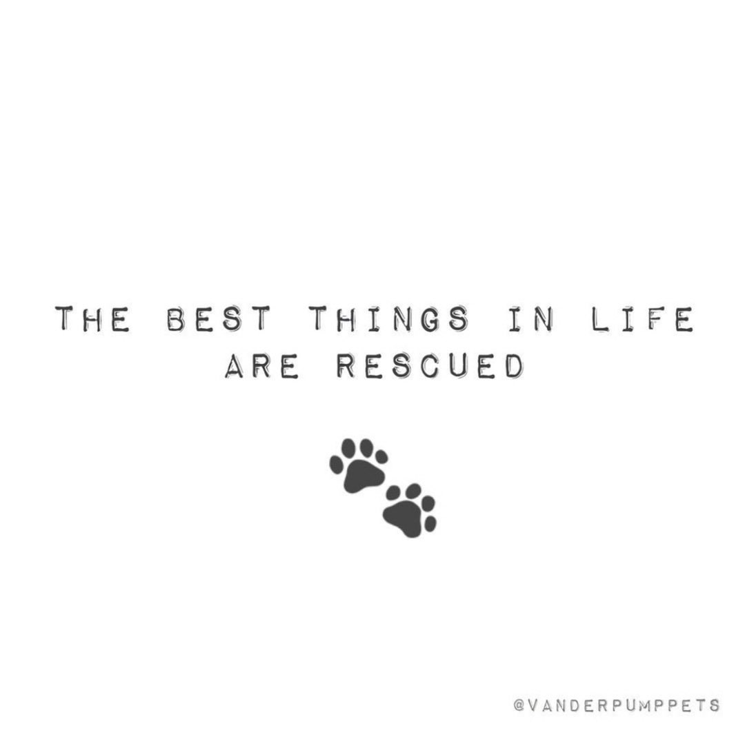 Vanderpump Pets (@vanderpumppets) on Twitter photo Check out the <a href="/VanderpumpDogs/">Vanderpump Dogs</a> Rescue Foundation if you’re local to Los Angeles! You’ll find our products located in their Retail Center! #VanderpumpPets Check out the <a href="/VanderpumpDogs/">Vanderpump Dogs</a> Rescue Foundation if you’re local to Los Angeles! You’ll find our products located in their Retail Center! #VanderpumpPets