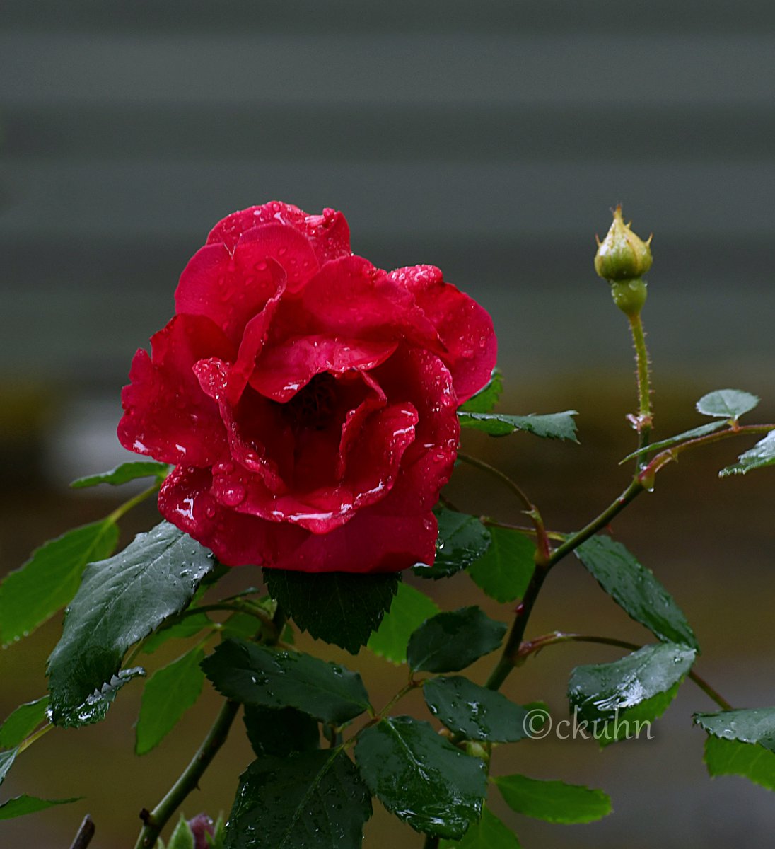 Another #rainyday shot. Goodnight, folks. ❤️🌹#AprilFlowers #AprilWaterChallenge #Rain #Flowers #Roses #FlowerPhotography #NaturePhotography